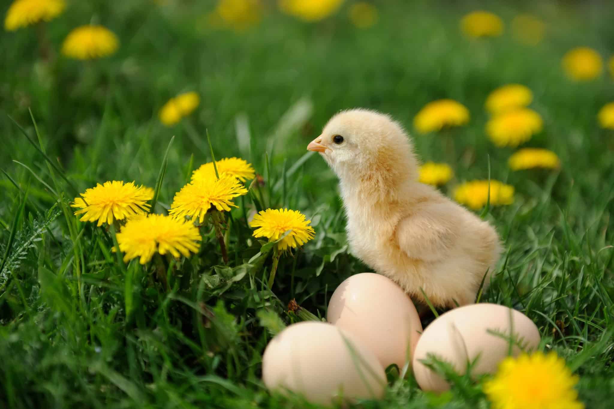 Sødele kyllinger og æg i en forårseng med gule blomster, perfekt til æggejagt på Knudhule Badehotel.