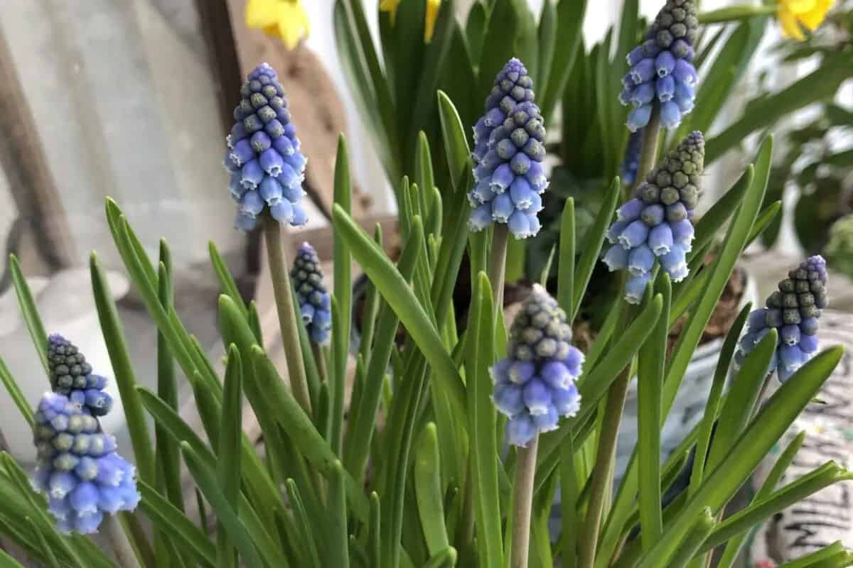 Syrenbommulfer i blomst, grønne blade, haven på Knudhule Badehotel.