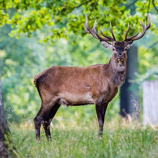 Rådyr i skovmiljø, Knudhule Badehotel natur og afslapning.