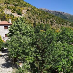 ΚΟΥΣΤΕΝΗΣ ΧΩΡΙΟ-KOYSTENIS VILLAGE - ΔΗΜΗΤΣΑΝΑ --, 22007 Ν.ΑΡΚΑΔΙΑΣ ΔΗΜΗΤΣΑΝΑ