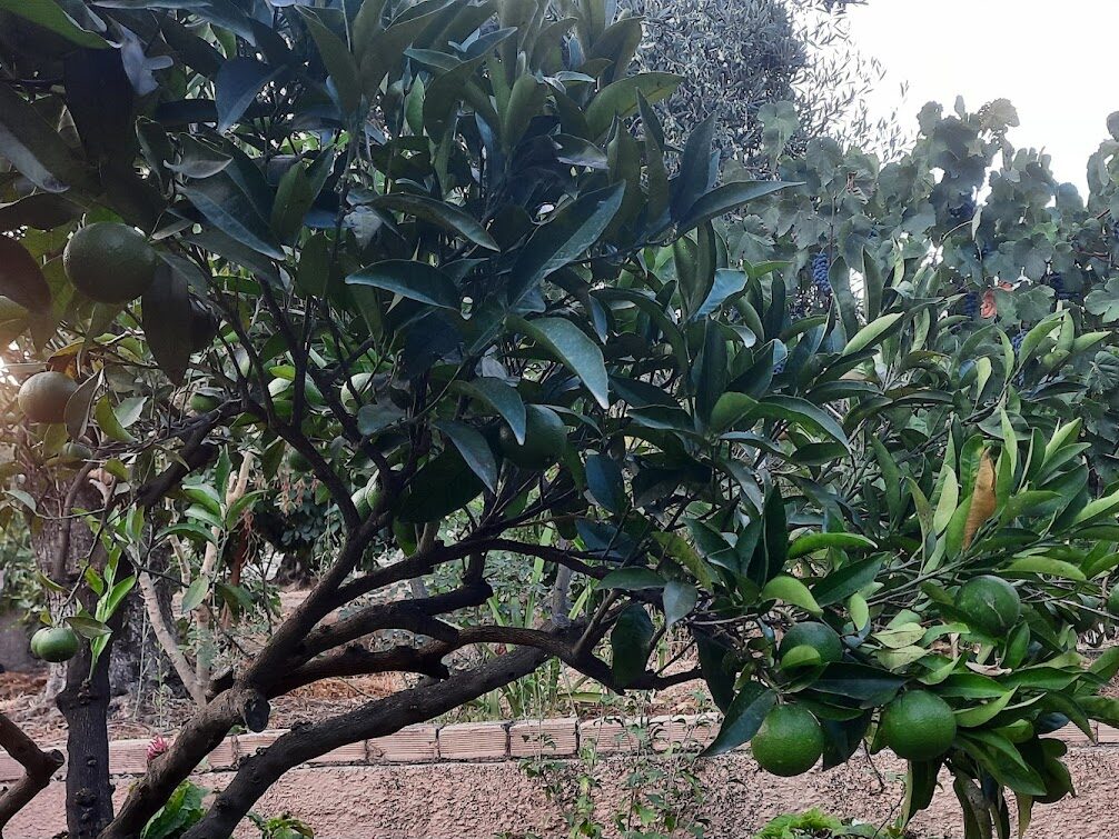 ΑΠΟΣΤΟΛΟΣ  ΕΛΕΝΗ ΟΙΚΟΓΕΝΕΙΑΚΑ ΚΑΤΑΛΥΜΑΤΑ - ΠΕΡΑΜΑ ΓΑΣΤΟΥΡΙΟΥ 0, 49084  ΚΑΣΤΕΛΛΑΝΟΙ ΜΕΣΗΣ