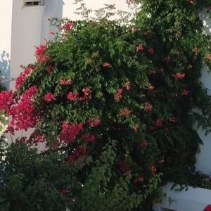 PENSION ELENA - ΑΓΙΑ ΑΝΝΑ 0, 84300  ΝΑΞΟΣ