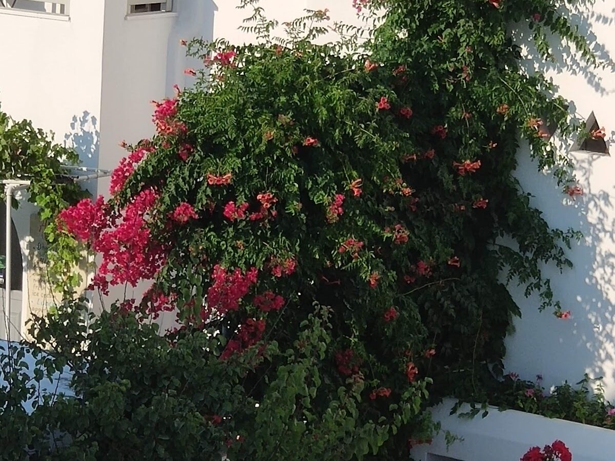 PENSION ELENA - ΑΓΙΑ ΑΝΝΑ 0, 84300  ΝΑΞΟΣ