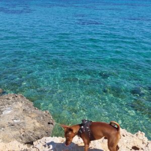 ΚΛΑΡΟΥΜΕΝΟΥ ΑΝΑΣΤΑΣΙΑ - ΝΕΑ ΦΩΚΑΙΑ 0, 63077  ΚΑΣΣΑΝΔΡΕΙΑ