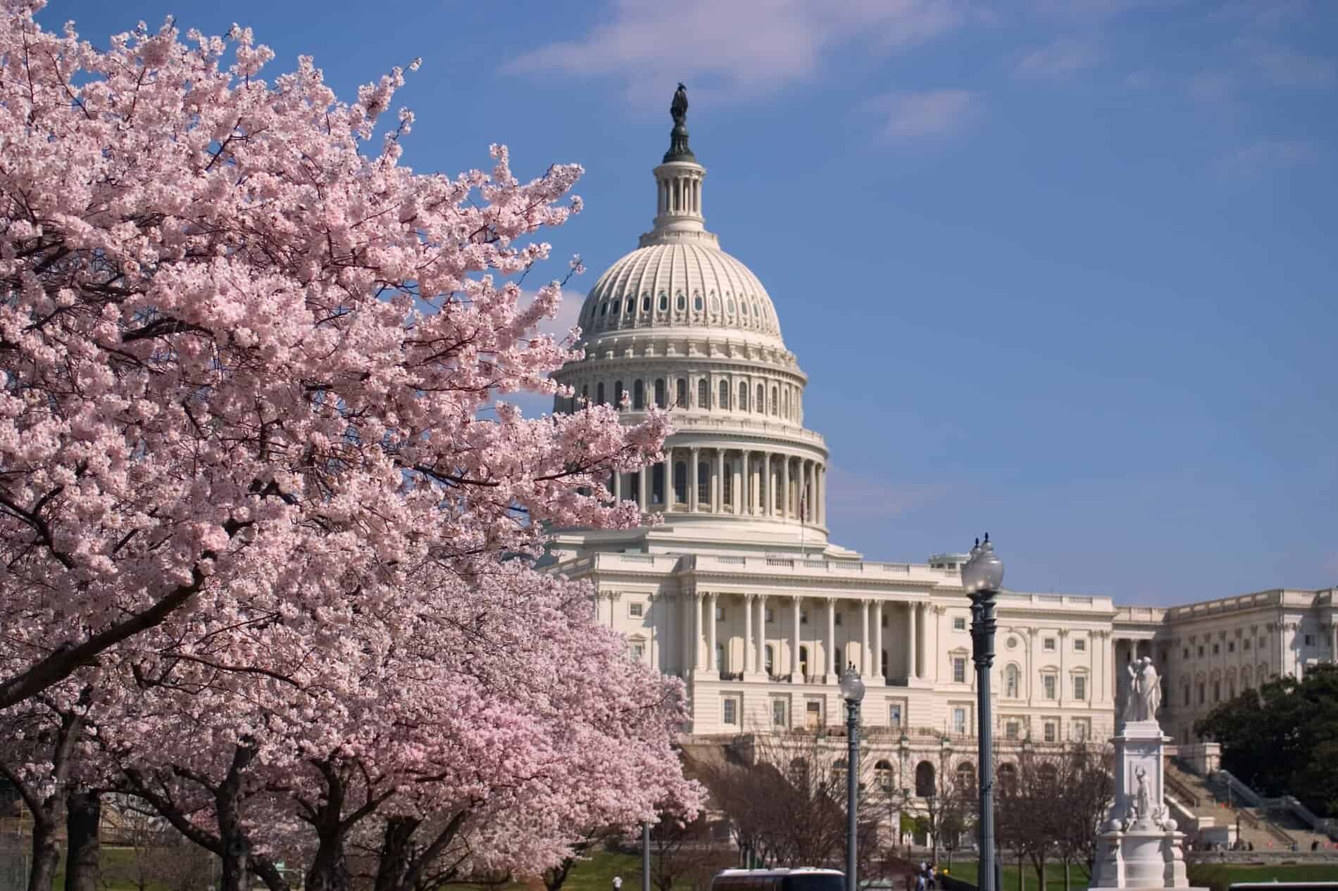 Cherry Blossom and the Capitol, Washington DC