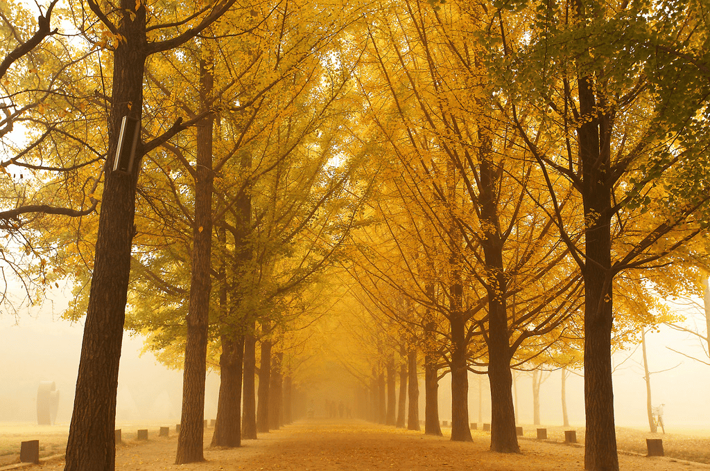 nowy path at Nami Island, a famous Winter Sonata filming site.