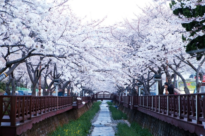 Cherry blossoms in full bloom along a river in Jinhae, Korea.