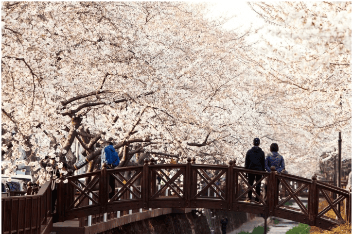 Cherry blossoms in full bloom along a river in Jinhae, Korea.