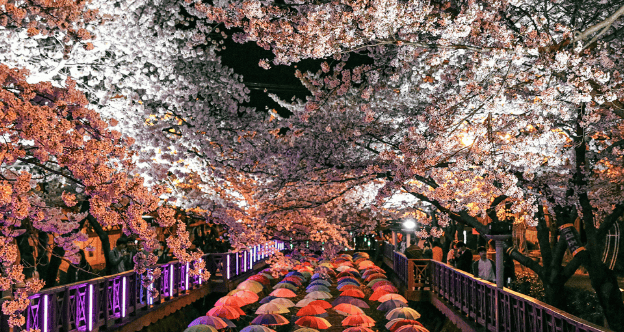 Cherry blossoms in full bloom along a river in Jinhae, Korea.