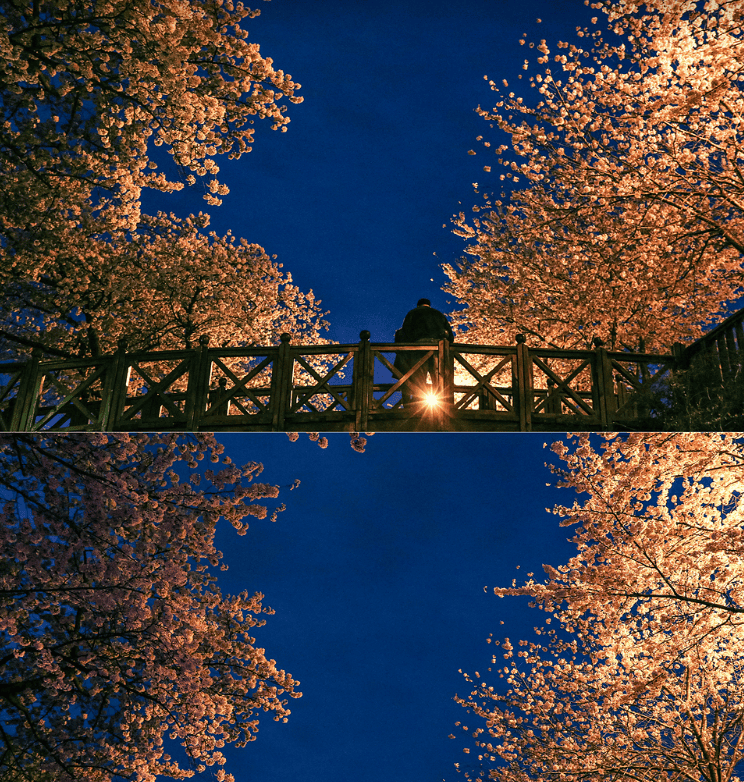Cherry blossoms in full bloom along a river in Jinhae, Korea.