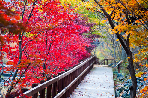 Autumn foliage covering mountain trails in vibrant red and orange.