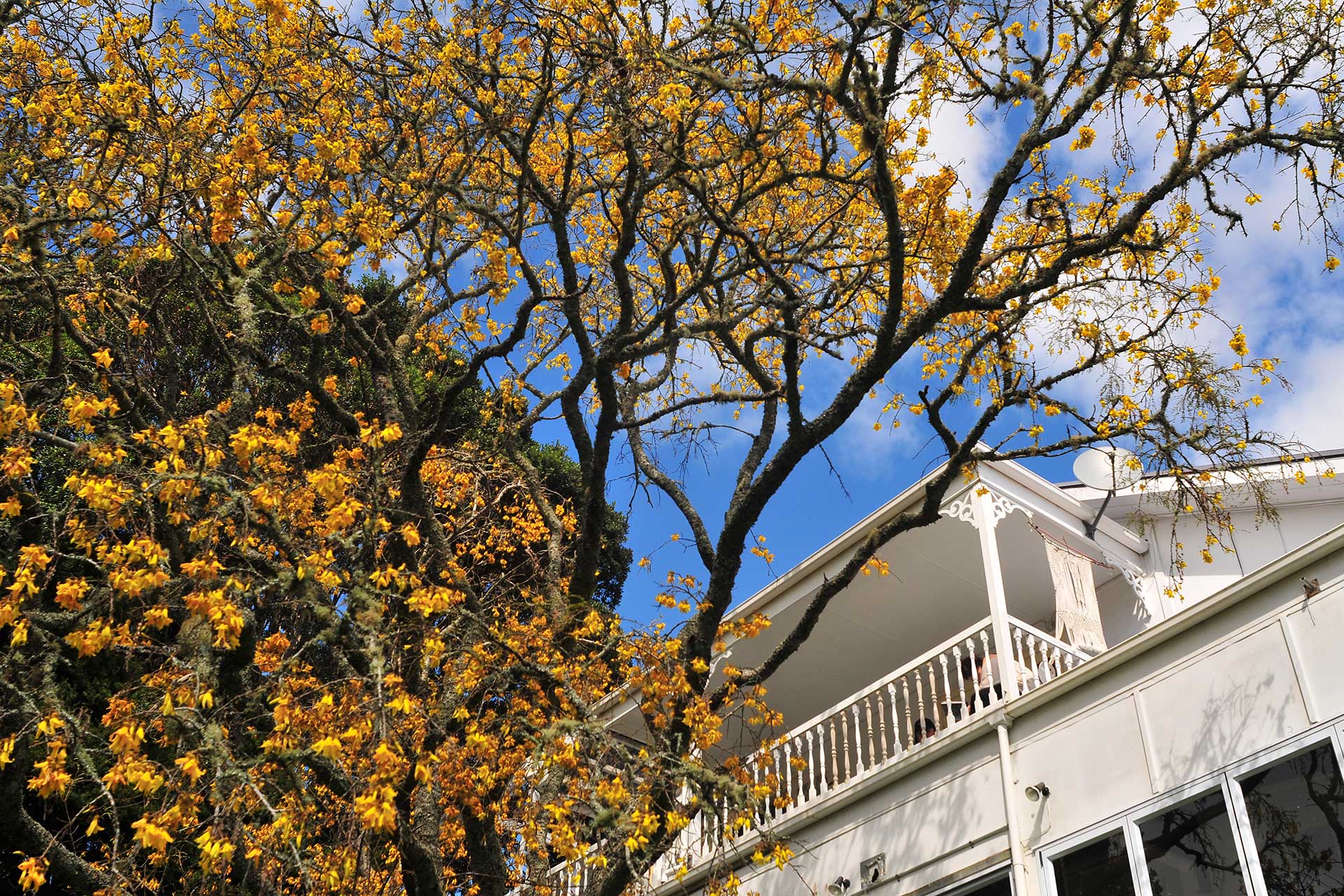 Kowhai Coast Property Management Header