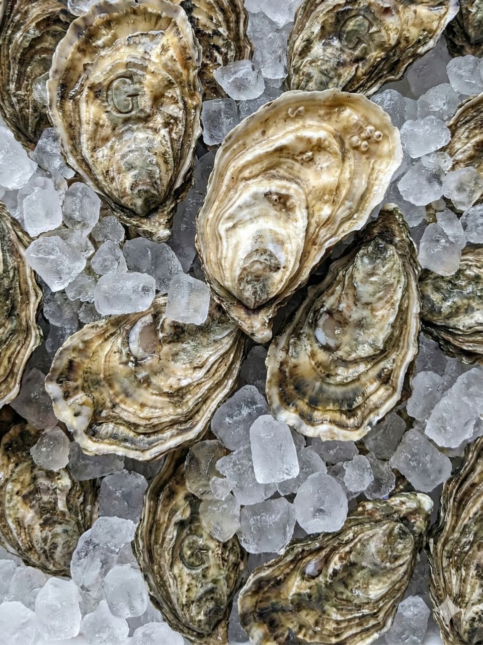 Primer plano de Ostras Gillardeau frescas (calibres nº 2 y 3) con el sello "G" grabado en la concha, presentadas sobre hielo picado en el Oyster Bar de KRAM Andorra.