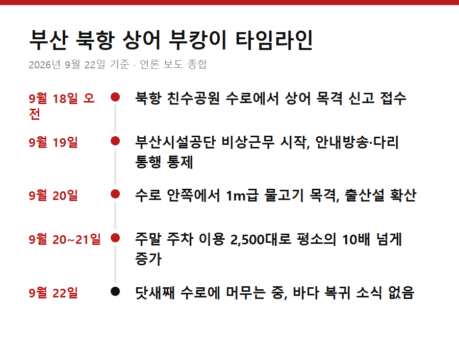 부산 북항 상어 부캉이 타임라인