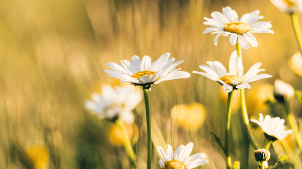 white flowers grow