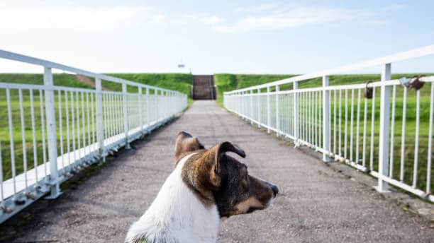 happy dog is looking for direction on the bridge on blur background