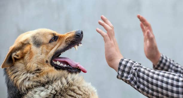 A male German shepherd bites a man by the hand.