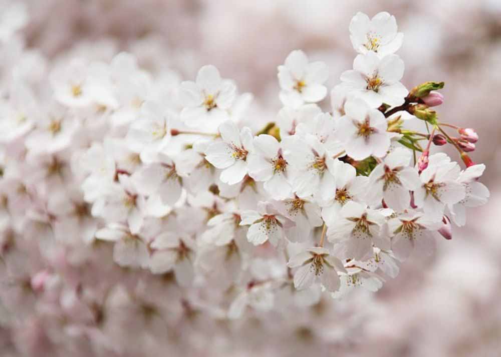 jeu mariage jarretiere