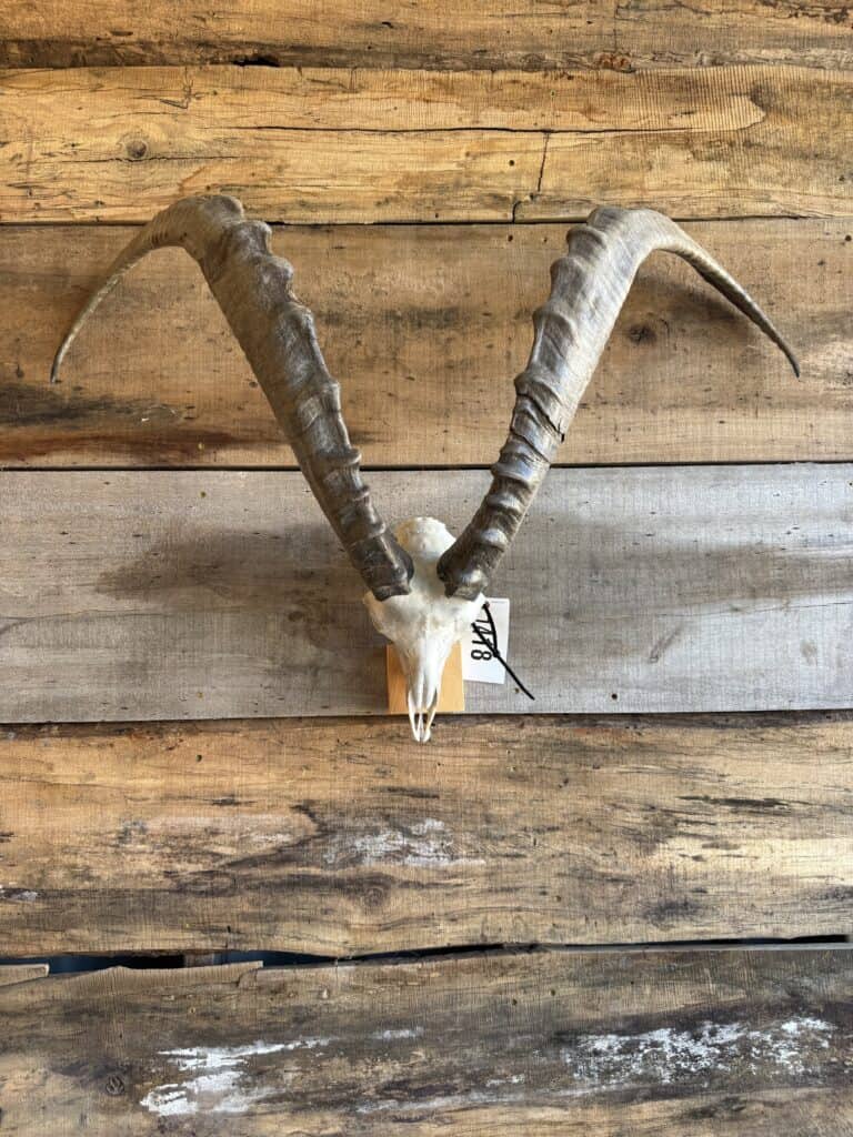 Antelope horns mounted on wood display for auction.