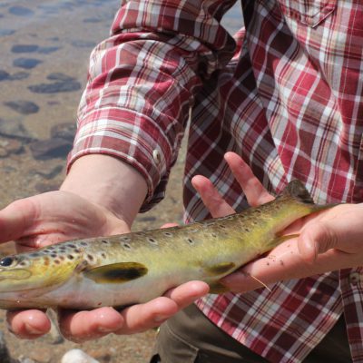 Brown trout fishing at Fionn Loch Scotland