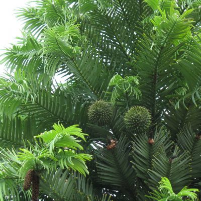 Wollemia - Inverewe Gardens in Scotland