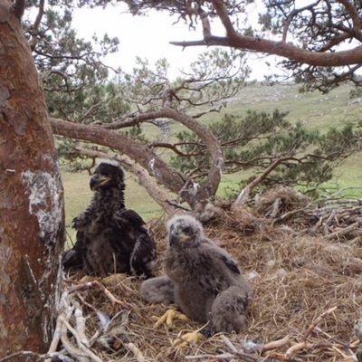 Eagles