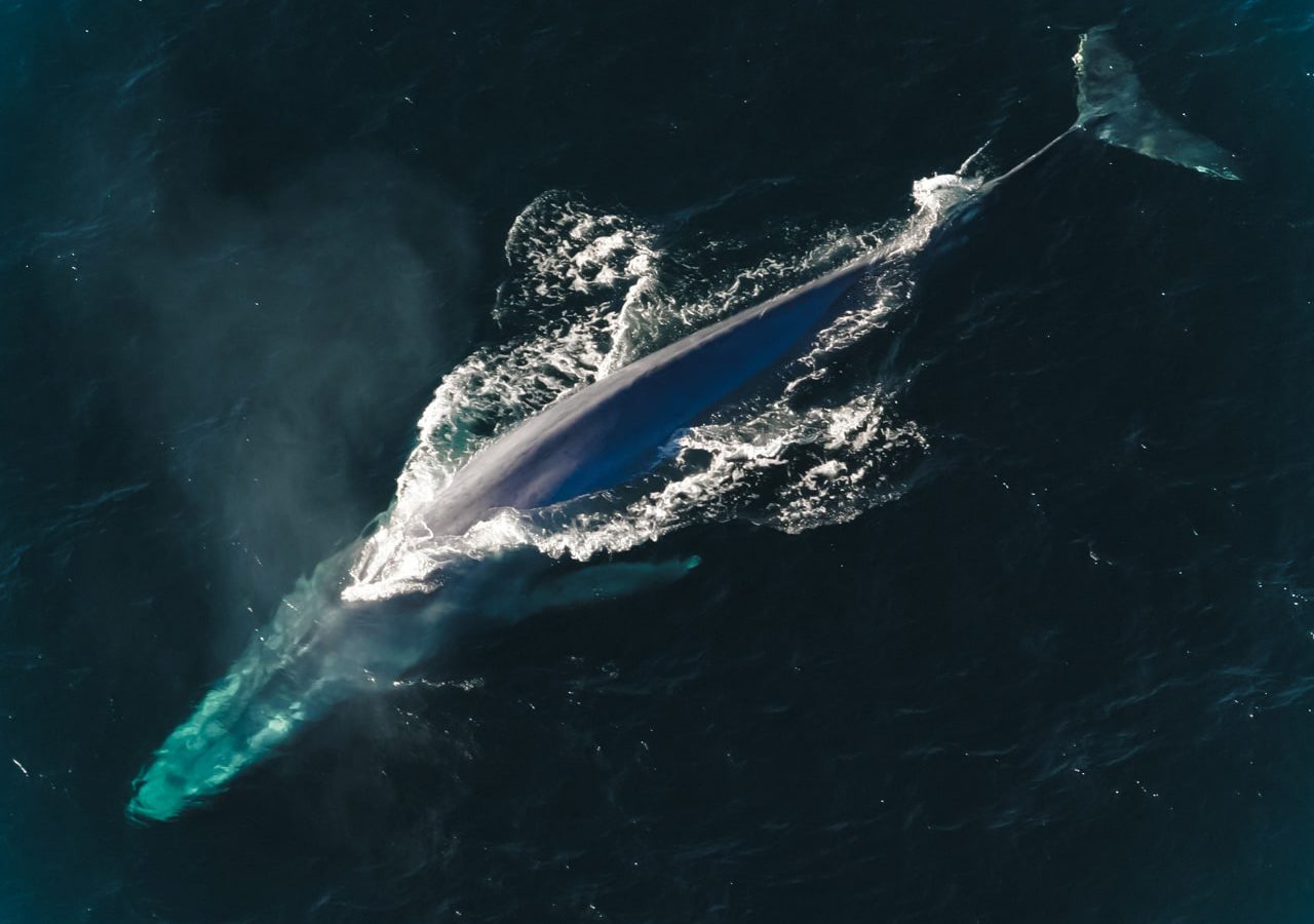 Offshore-Whale Cruises Gairloch in Scotland