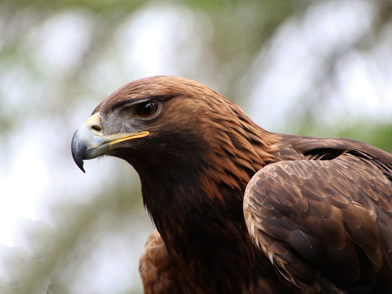 Golden eagle