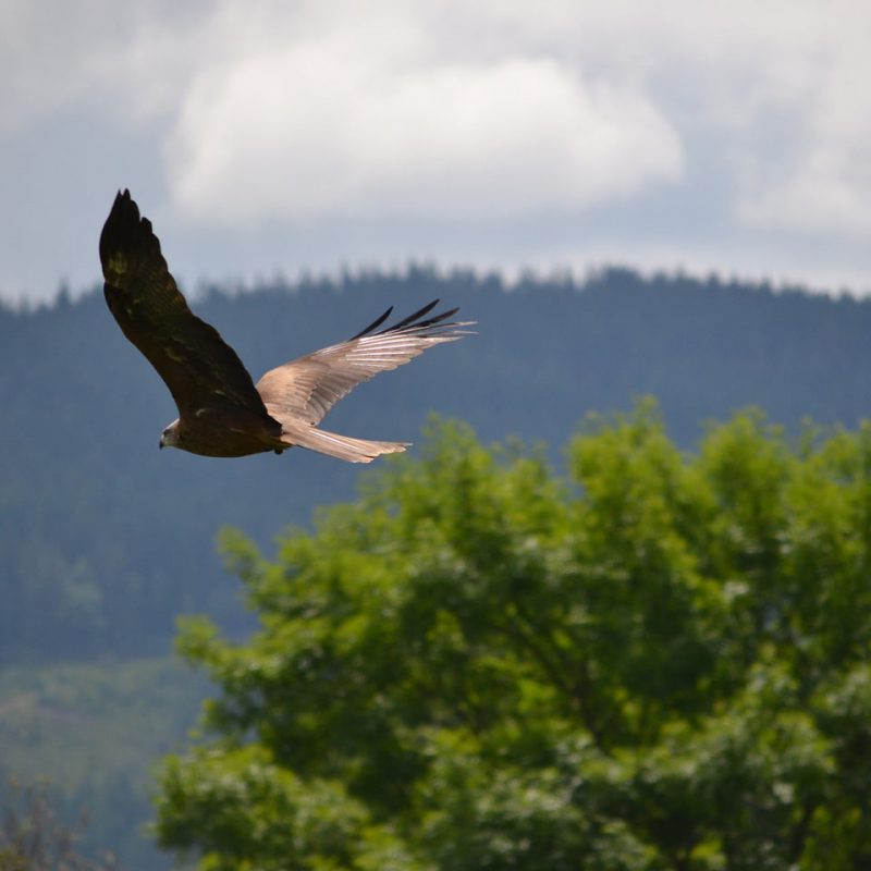 Golden Eagle