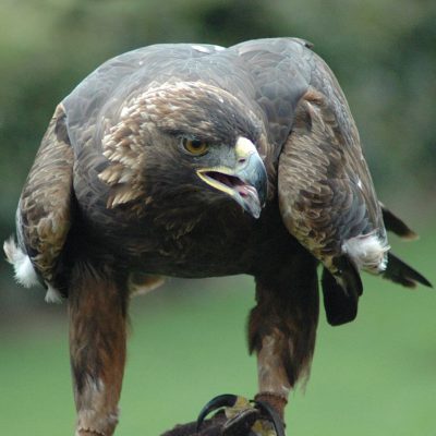 Golden Eagle