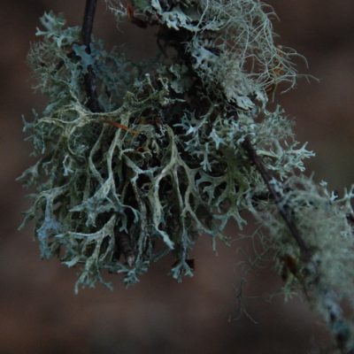 Moss