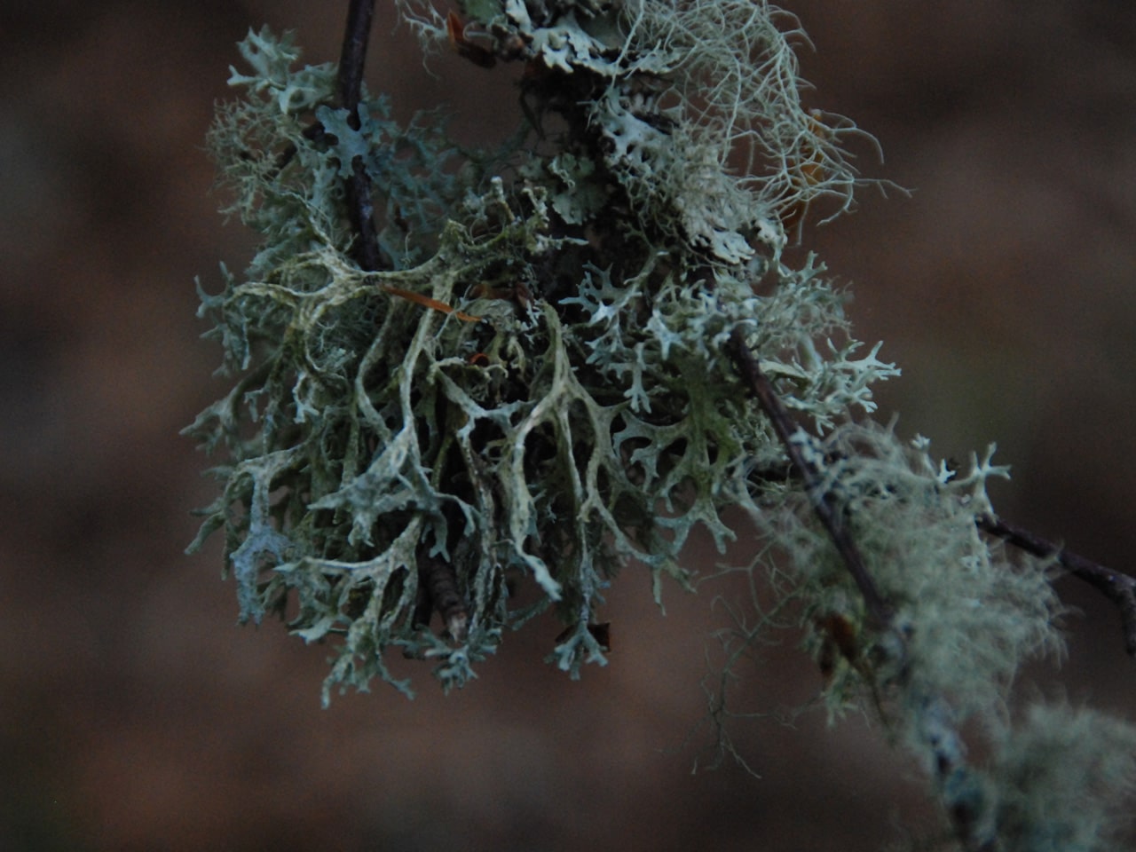 Rare species of plants
