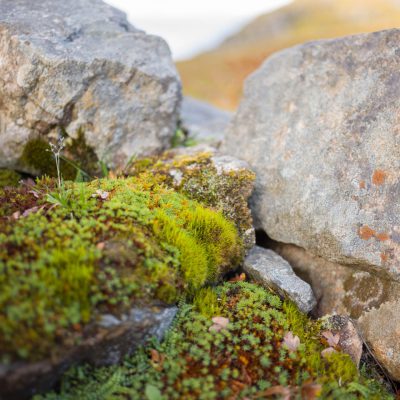 Moss