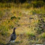 Pheasant in nature