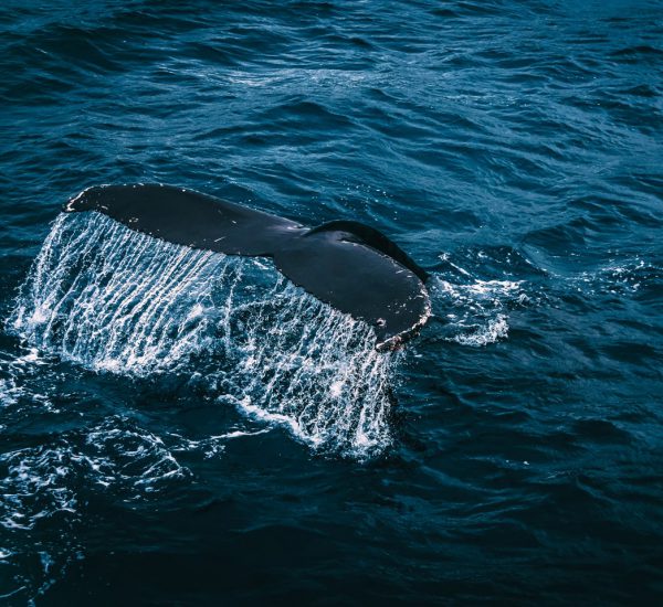 Whale Cruises