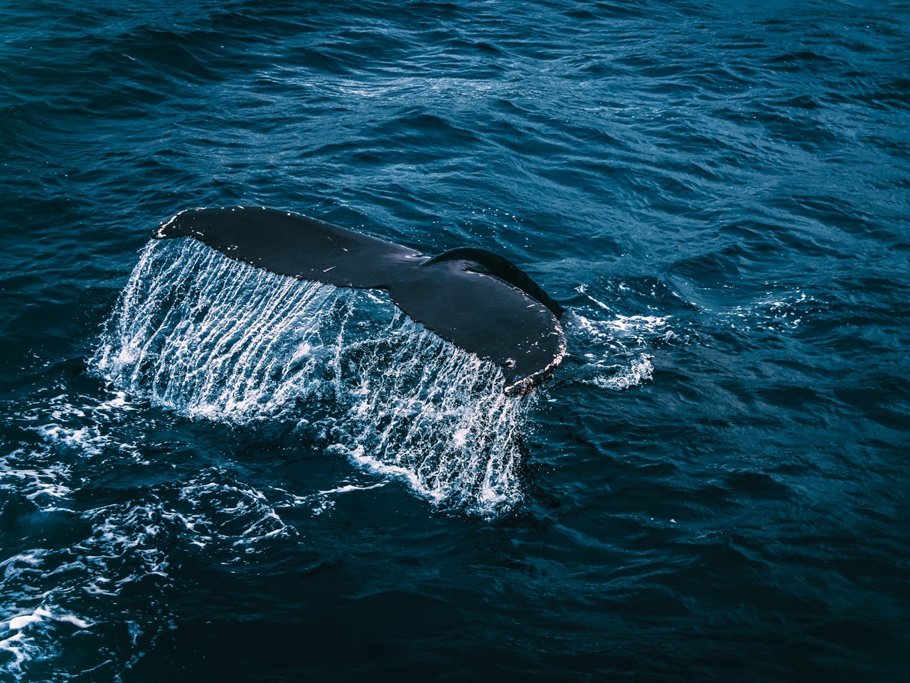 Whale Cruises