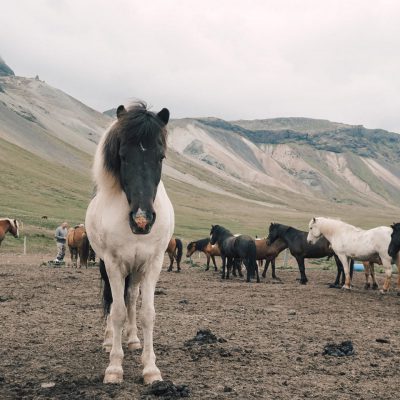 Horse Riding in the Highlands