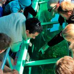 Glass bottomed boat Alice