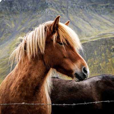 Horse-riding holidays and short breaks in Scotland