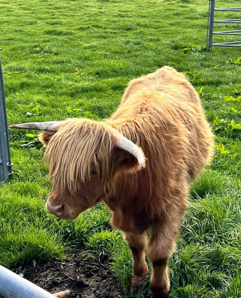 Scotland 1-Week Itinerary: The Best Route for First-Time Visitors