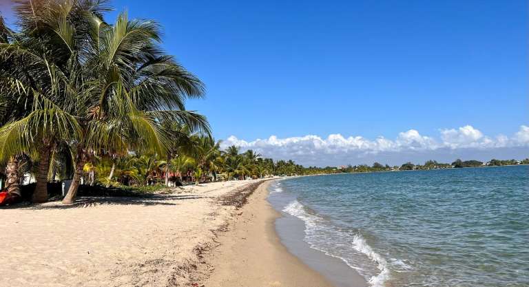 A scenic tropical beach featuring lush palm trees and calm, clear blue water under a bright sky.
