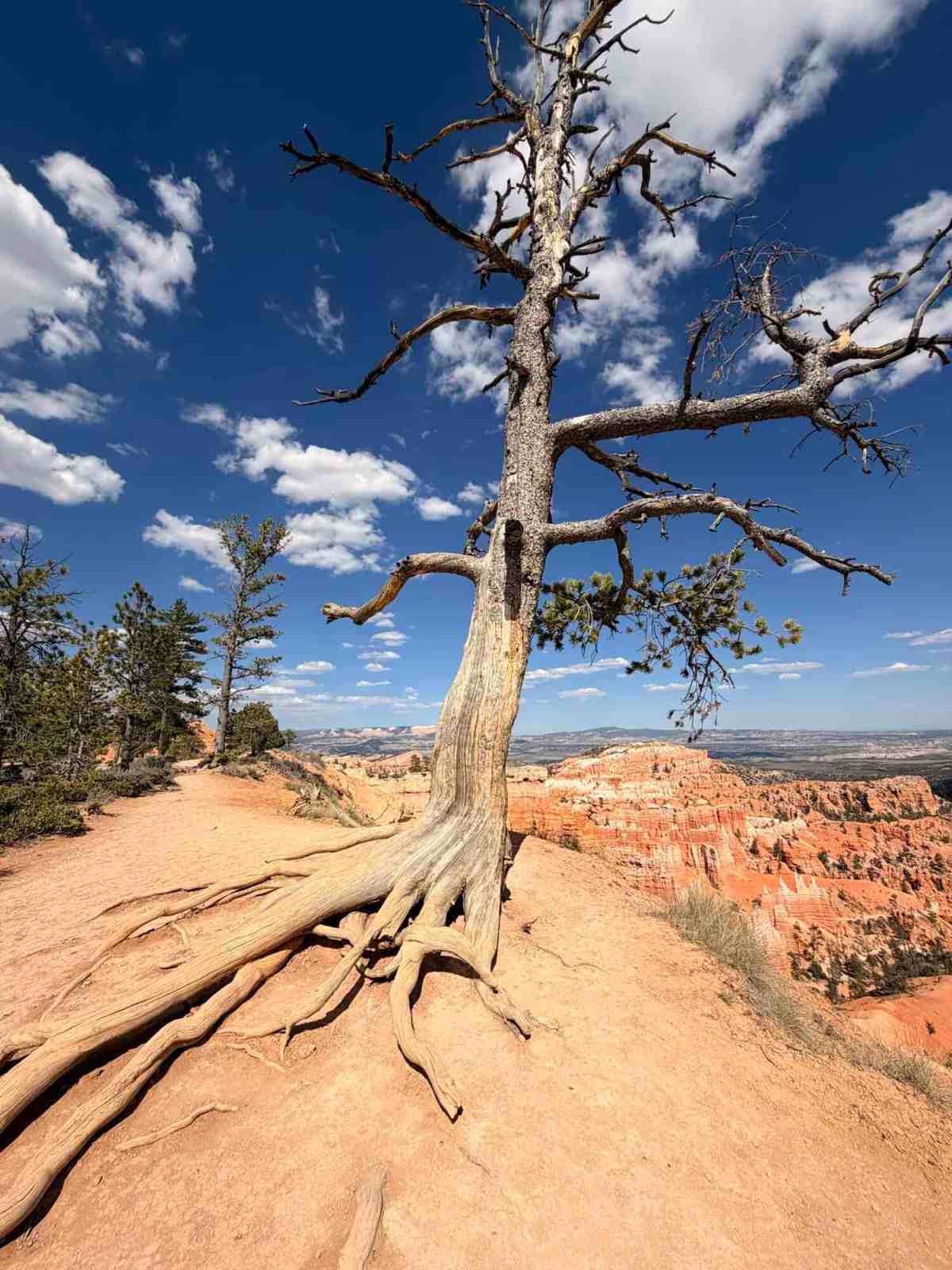 Iconic dead tree at Grand Canyon rim during sunset, showcasing rugged landscape and vibrant sky.
