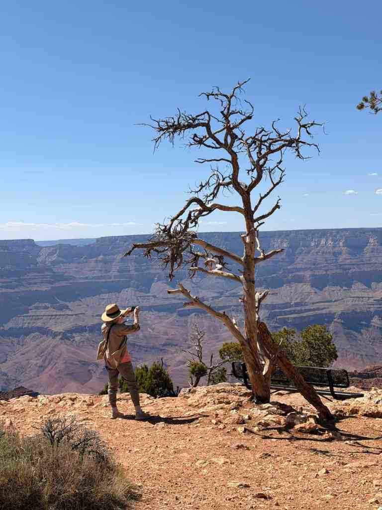 Hiker taking photos at Grand Canyon with a leafless tree in foreground.