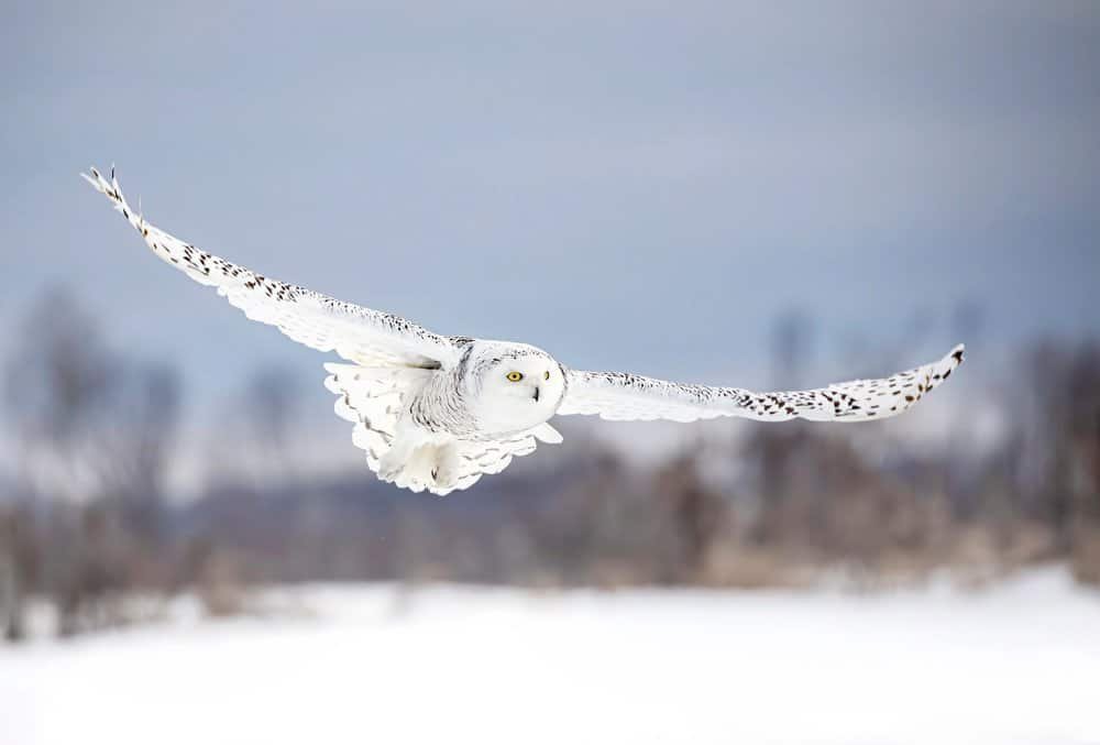 A snowy owl, fashionably speckled, glides like a feathered ghost above wintry oblivion and trees braving yet another apocalypse.