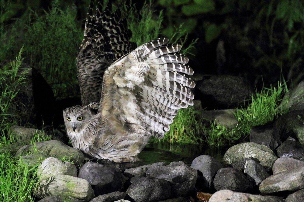 A grand owl, yellow-eyed and feathered in the chaos of brown and white, claiming moonlit rocks by a stream wreathed in unruly green.