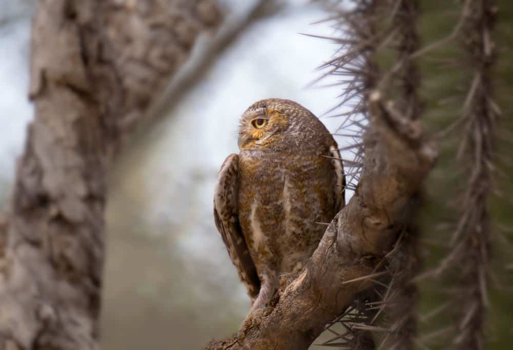 A brown-and-white owl, blending in like an expert in camouflage, peers sideways from its branch past looming cactus thorns; the rest blurs.