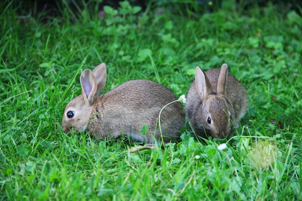 On a patch of grass so lush it practically qualified as gentrified real estate, two brown rabbits conspired shoulder to shoulder, glancing towards the leafy undergrowth with the air of creatures subtly aware that the thicket contained both opportunity and things with inconveniently sharp teeth. Their ears stood at attentive angles—the sort that imply a readiness for either philosophical debate or impressive leaps into shrubbery—whilst they nibbled at green blades as if discussing in hushed tones whether lunch was worth risking existential peril. Behind them, foliage thrived in a profusion of healthy greens, giving the impression that even photosynthesis had decided this was an excellent venue for lively outdoor meetings.