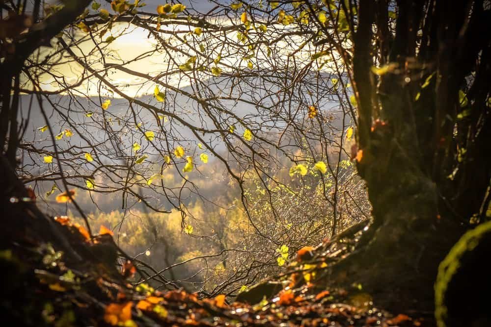 Sunlight, that most determined of celestial wanderers, slips through a haphazard tangle of bare branches and the odd tenacious yellow leaf—leaves which, incidentally, seem as reluctant to accept change as Ankh-Morpork cab drivers. This illumination lends the forest an obliging golden hue that could almost be mistaken for warmth if you weren’t standing in it. Below, brown leaves congregate on the ground like attendees at a particularly disorganised guild meeting. In the distance lurk blurred autumnal trees beneath a sky so bright and hazy it probably forgot what season it was meant to be portraying in the first place.