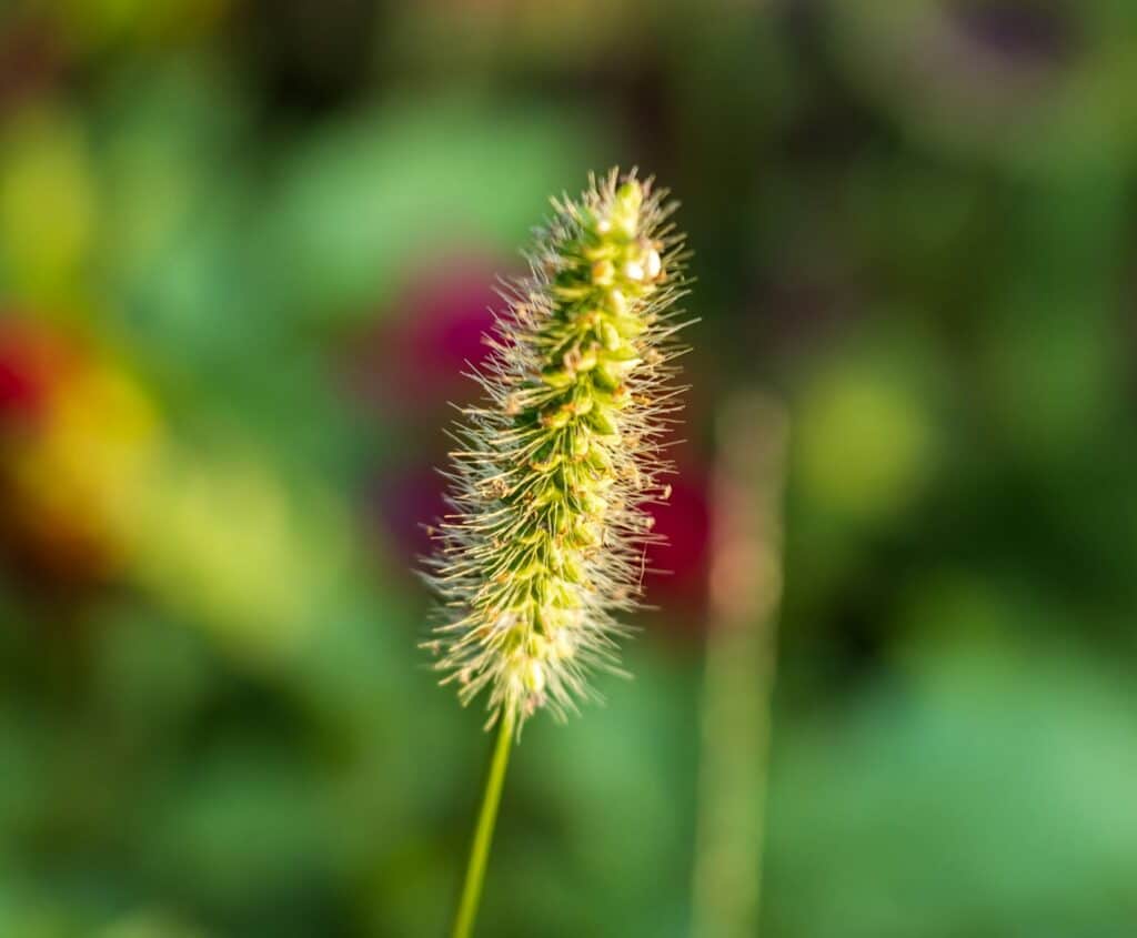Safflower Seeds for Birds – Natural Seed | LIPA Herbal Feed (950g) 6 Foxtail millet