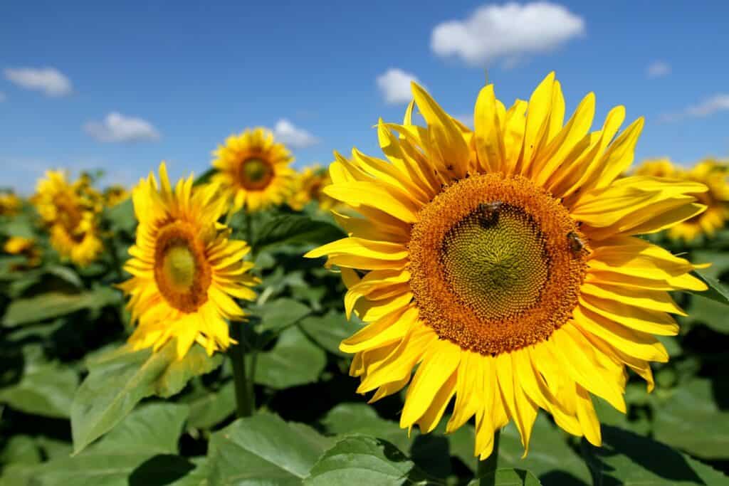 Safflower Seeds for Birds – Natural Seed | LIPA Herbal Feed (950g) 7 closeup photography of yellow and orange sunflower at daytime